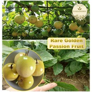 20pcs Seeds RARE Yellow Golden Panama Passion flower Fruit黄金百香果种子