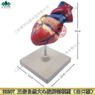 3 Times Human Body Heart Model Human Body Heart Anatomy Model Heart Anatomy Model