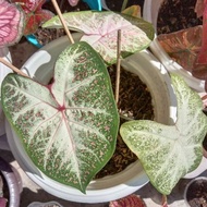 Caladium Indon Peacock#Rare