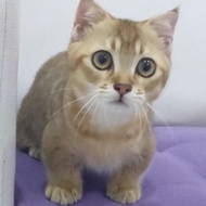 kucing munchkin jantan golden