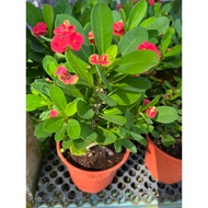 Mahkota Berduri  / Euphorbia Mili Red