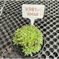 Cactus  (Real Plant)
