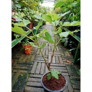 Pokok Tin Black Jack