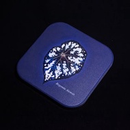 YN植栽 | 秋海棠杯墊 Begonia Aiensis