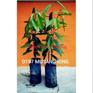 1 ANAK DURIAN D197 MUSANG KING