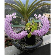 JUMBO SPIKE ANGGREK RHYNCHOSTYLIS RETUSA - EKOR TUPAI KNOP
