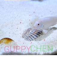 Colored Sand - White Quartz Sand for Terarium Aquarium Decoration Aquarium Sand