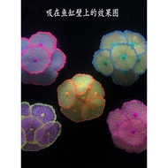 New Product Fish Tank Simulation Silicone Sea Fish Software Two-Color Round Hat Sea Anemone Red Bell
