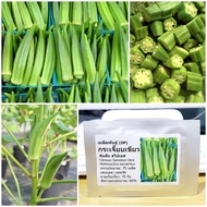 เมล็ดพันธุ์ กระเจี๊ยบเขียว คิมสัน (Clemson Spineless Okra Seed) 60 เมล็ด คุณภาพดี ราคาถูก ของแท้