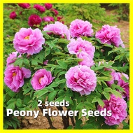 เมล็ดพันธุ์ ดอกโบตั๋น Peony Flower Seed for Planting - การันตีอัตรางอก 2เมล็ด/ซอง เมล็ดดอกไม้ เมล็ดบ