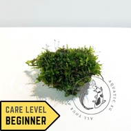 SG READY STOCK | Rock with Moss For Aquarium Live Plant Decoration Cute Rock for Fish Tetra Guppy Be