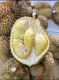 Promo Buah Durian Montong / Monthong Palu Fresh Utuh 1 Kg - 6 Kg