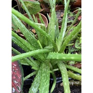 Pokok Lidah Buaya Aloe avera