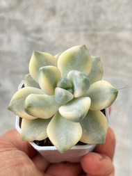 Graptoveria Titubansvariegated (ทิทูบันด่าง)ไม้อวบน้ำ น่ารักๆ กระถาง 2 นิ้ว