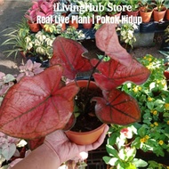 📌iLiving Plant: Caladium Red Sun 红太阳彩叶芋 Real Live Plant, Pokok Hidup, Indoor outdoor Plant, Decor, Garden