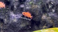黑金火焰變色龍