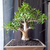 Bonsai beringin ficus california koleksi RG