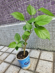有機桑樹苗