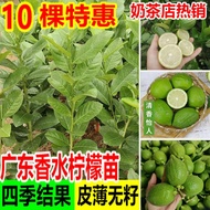 柠檬苗广东香水柠檬扦插苗台湾香水柠檬嫁接苗四季无籽青檬苗批发