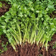 Benih Daun Ketumbar Thai / Thailand Coriander Seeds / 泰国芫荽菜籽”100pcs