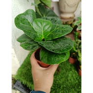 Fiddle fig - small pot