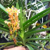 Ascocentrum hybrid. Orkid hutan.