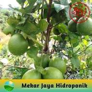 Bibit Jeruk Nipis Bibit Jeruk Nipis Original Flora Pohon Jeruk