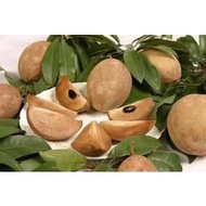 POKOK CIKU MEGA HYBRID