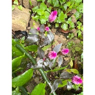 pokok balung ayam purple tassle