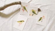 鳥兒明信片組 T 綠繡眼