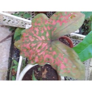 butterfly (caladium)