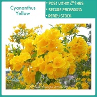 PBN - cyananthus yellow - pokok bunga nursery tanaman hias luar flower kuning outdoor real live plant landscape deco