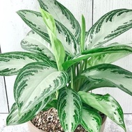 aglonema silver/hijau