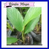 🔥HOT/VIRAL🔥Pokok LEREK Pokok DAUN LEREK@ Phrynium Pubinerve Daun Lerek Lemang Nyirik Pokok Hidup/Rea