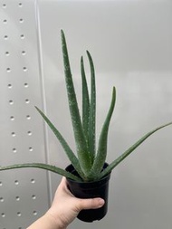 蘆薈 可食用蘆薈 植物 有機種植 plant aloe organic gardening