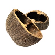 Natural Coco Seed pod - Pack of 2 - credit card size (Aquatic Botanicals) (leaf litter)