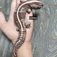 African Fat Tailed Gecko | Gecko AFT 01