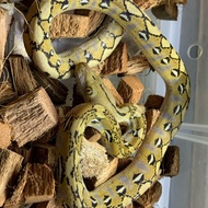 retic platinum