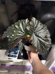 秋海棠 begonia spp