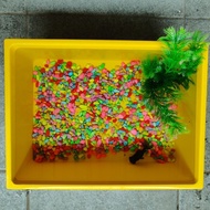 MINI POND PACKAGE MINI POND GUPPY GOLDFISH FRESHWATER ORNAMENTAL FISH