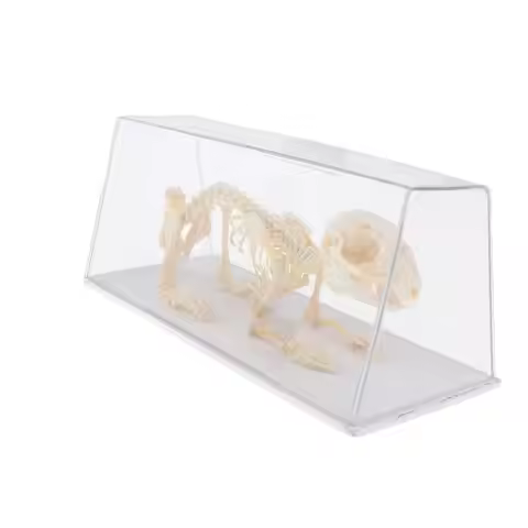 Skeleton Animal Model Kids Biology Learning Aids Experimental Teaching Equipment