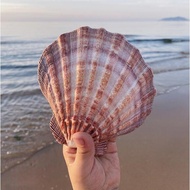 5pcs 12-16cm Natural conch large scallop shell fish tank aquarium decorative Home Decoration shell big white seashells