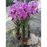 Orkid Tulang (Cutting berbunga)