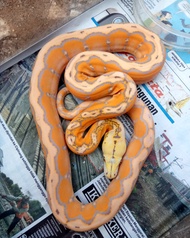 retic albino motley