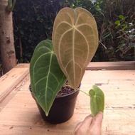 kuping gajah kalong lidah panjang tanaman hias anthurium