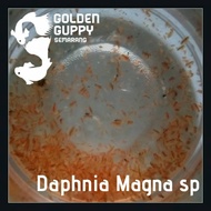 Livestock Culture Package Kutir Water Flea Daphnia Magna Starter contains 3 packs