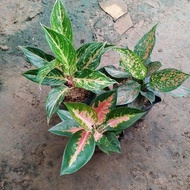 Bunga Aglaonema Paket 3 Btg