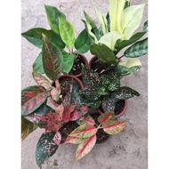 ☈◊▥Aglaonema Varieties Part 4 (Rare /baby to large size)