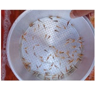 bibit ikan koi.100 ekor.larva