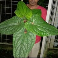 tanaman hias anthurium radican / anthurium sirih ( jumbo / besar )